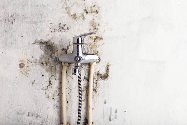 Best Home Mold Removal  in Gresham Park, GA