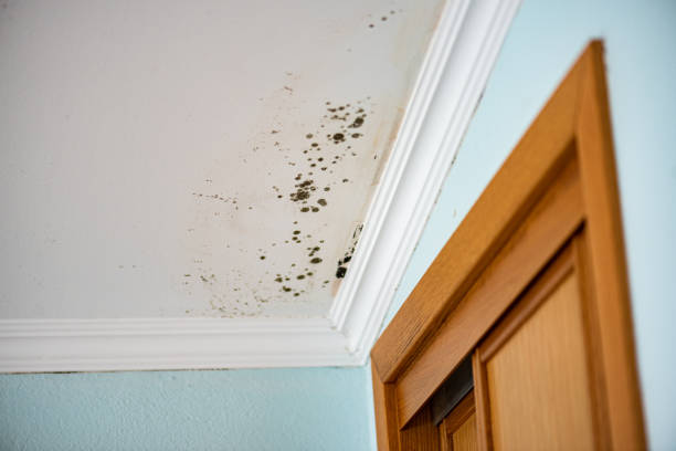 Best Residential Mold Removal  in Gresham Park, GA