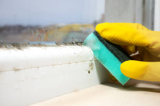 Best Attic Mold Removal  in Gresham Park, GA